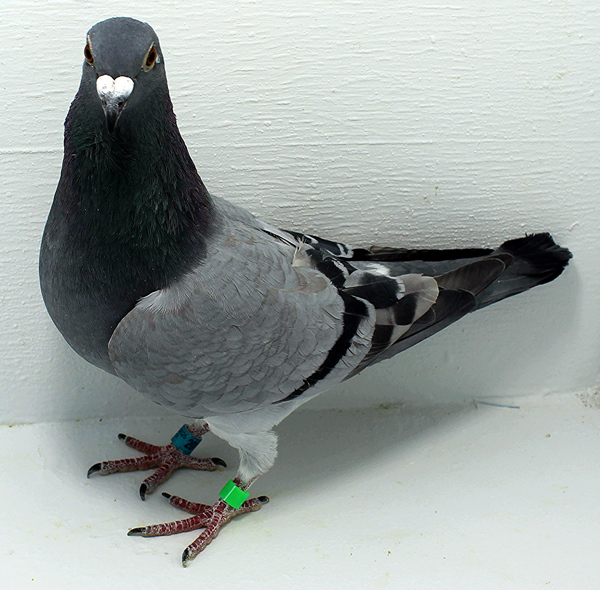 Band: AU 20102 AA 2025